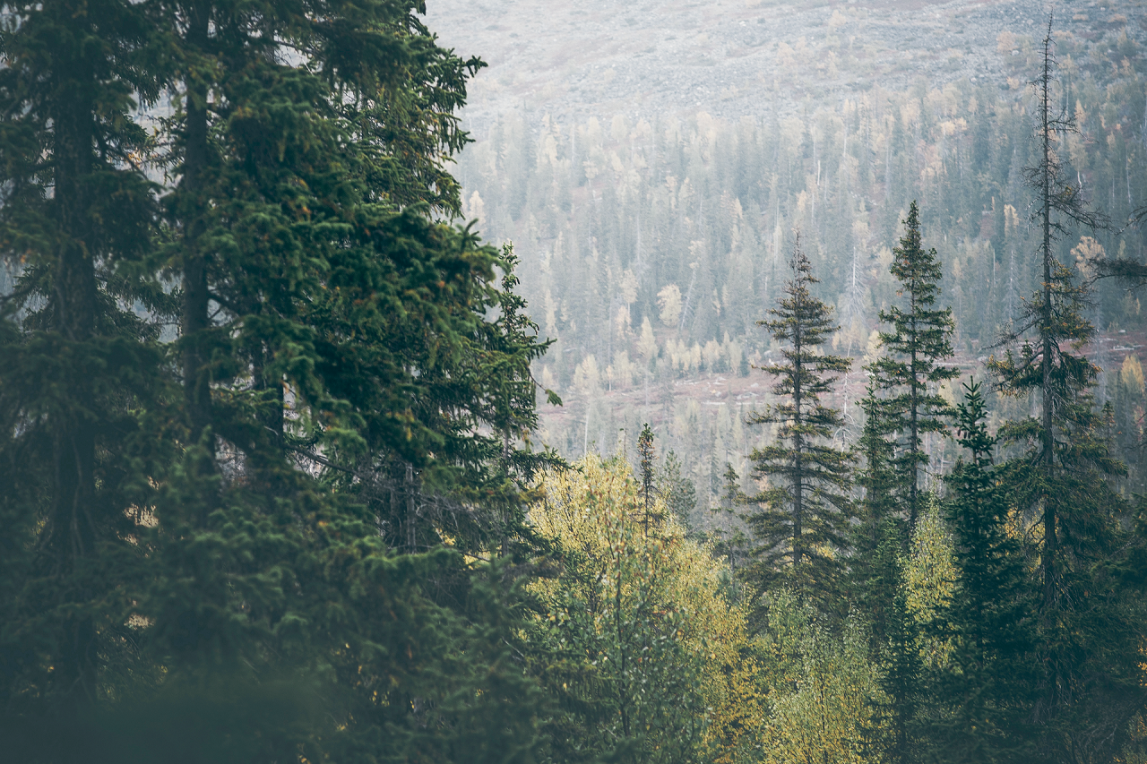 Blick in ein Tal mit einem Wald