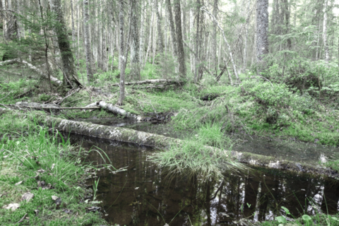 Totholz liegt in einem Wald neben einem Fluss