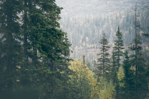 Blick in ein Tal mit einem Wald