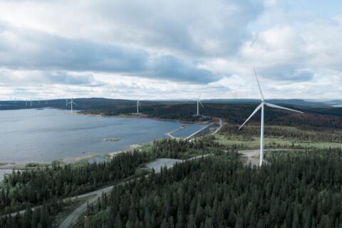 Luftaufnahme einer Küste mit vielen Bäumen, dazwischen stehen Windräder.