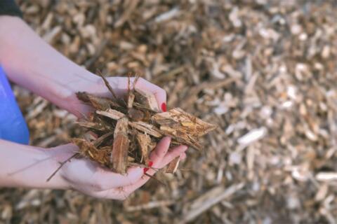 Eine Person hält Holzschnitzel in der Hand, die als Energiequelle genutzt werden können.