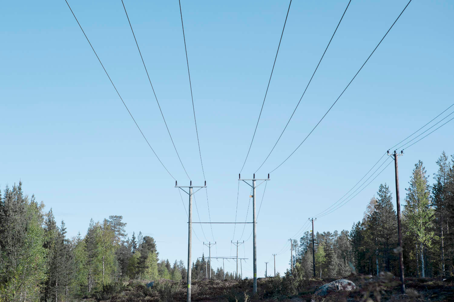 Strommasten aus Holz, die in einem Wald platziert sind.